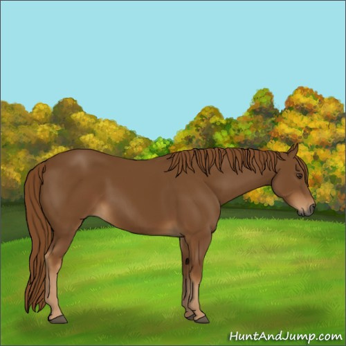 Horse Color:Gray Chestnut 