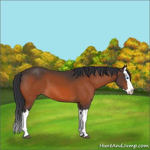 Horse Color:Bay Splash 