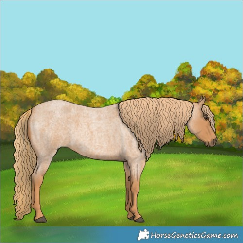 Horse Color:Red Roan 