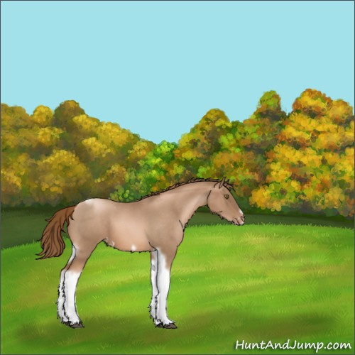 Horse Color:Liver Red Roan Pearl Tobiano Frame Appaloosa 