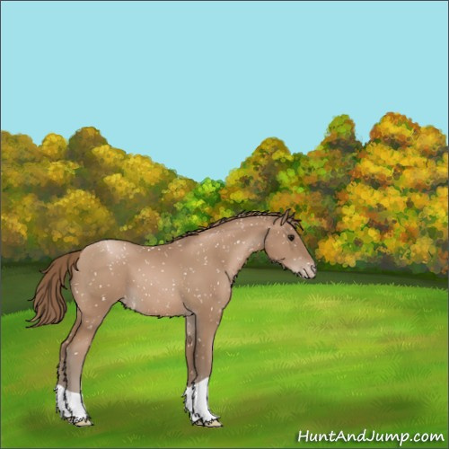Horse Color:Black Pearl Appaloosa 