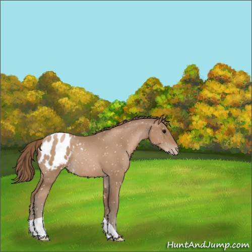 Horse Color:Black Pearl Appaloosa 