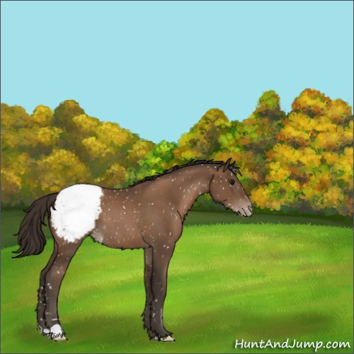 Horse Color:Gray Black Pearl Appaloosa 