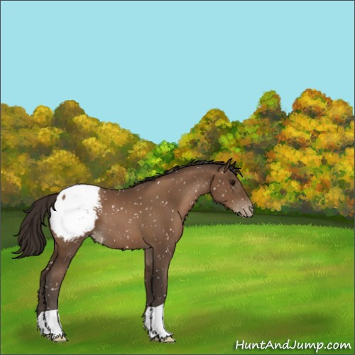 Horse Color:Gray Black Pearl Appaloosa 