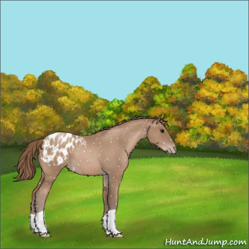 Horse Color:Black Pearl Appaloosa 