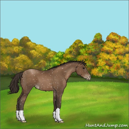 Horse Color:Gray Black Pearl Appaloosa 