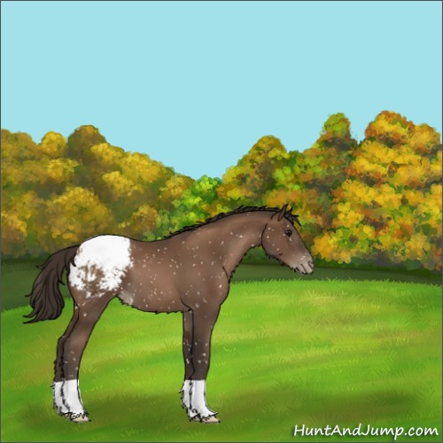 Horse Color:Gray Black Pearl Appaloosa 