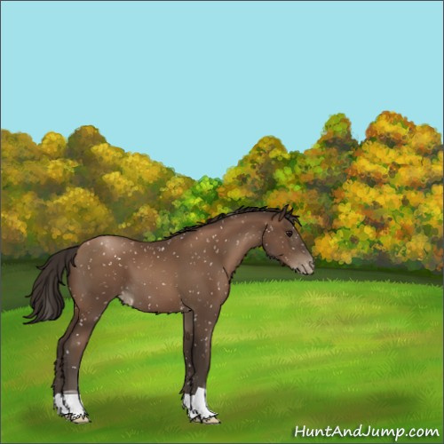 Horse Color:Gray Black Pearl Appaloosa 