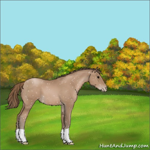 Horse Color:Black Pearl Appaloosa 