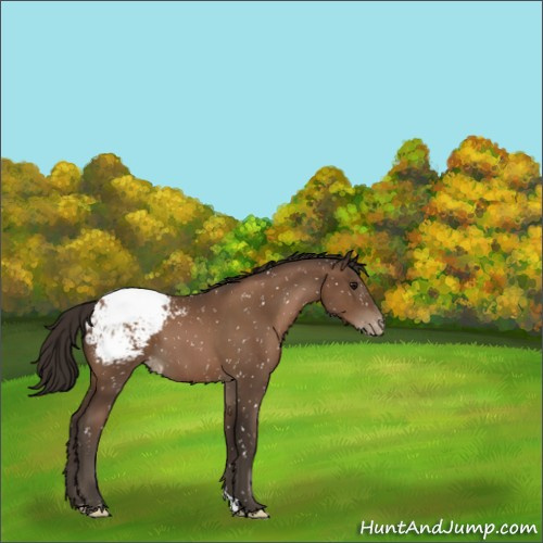 Horse Color:Gray Black Pearl Appaloosa 