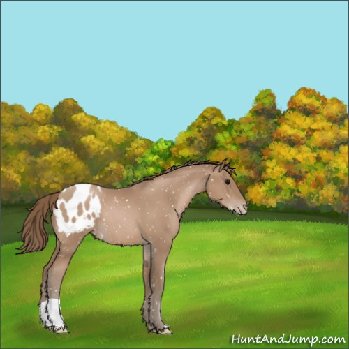Horse Color:Black Pearl Appaloosa 
