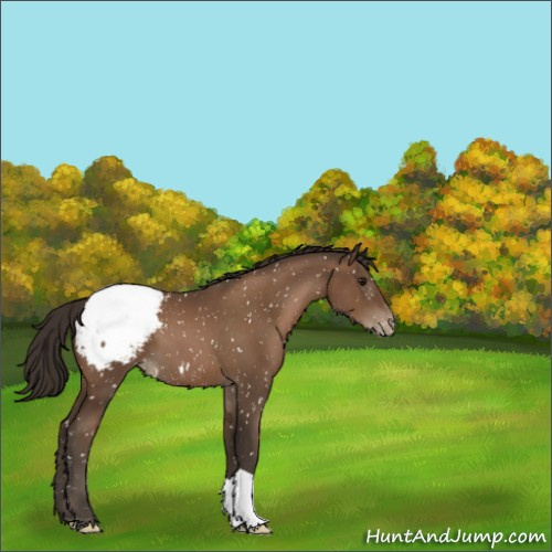 Horse Color:Gray Black Pearl Appaloosa 