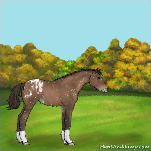Horse Color:Gray Black Pearl Appaloosa 