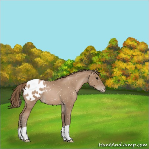 Horse Color:Black Pearl Appaloosa 