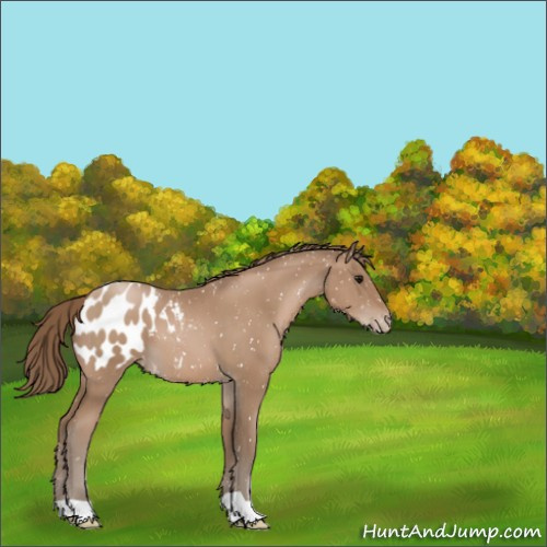 Horse Color:Black Pearl Appaloosa 