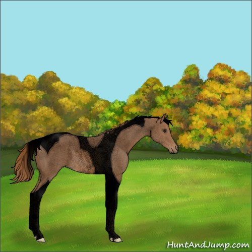 Horse Color:Void Red Roan Tobiano 