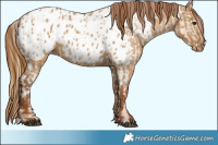 Horse Color:Red Dun Appaloosa  and Gray Red Dun Appaloosa 