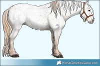 Horse Color:Red Dun Appaloosa  and Gray Red Dun Appaloosa 