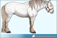 Horse Color:Red Dun Appaloosa  and Gray Red Dun Appaloosa 