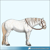 Horse Color:Red Dun Appaloosa  and Red Dun Appaloosa 