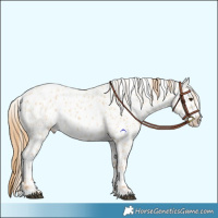 Horse Color:Red Dun Near Leopard  and Red Dun Near Leopard 
