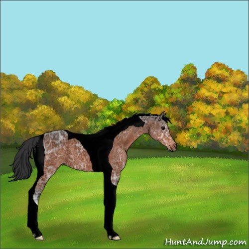 Horse Color:Void Bay Ice Roan Tobiano 