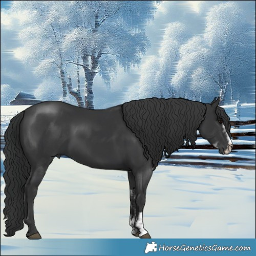 Horse Color:Black Sabino 