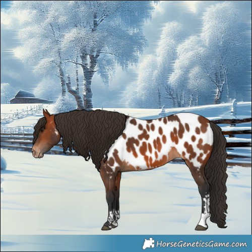 Horse Color:Bay Sabino Appaloosa 