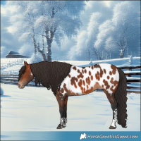 Horse Color:Bay Sabino Near Leopard 