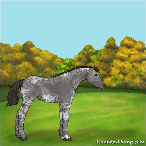 Horse Color:Smoky Black Ice 