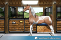 Horse Color:Brown Pearl Tobiano 
