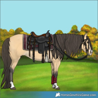 Horse Color:Buckskin 