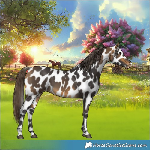 Horse Color:Buckskin Leopard 