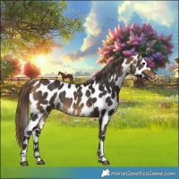 Horse Color:Buckskin Leopard