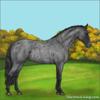 Horse Color:Blue Roan Appaloosa Rabicano 