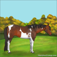 Horse Color:Bay Tobiano 