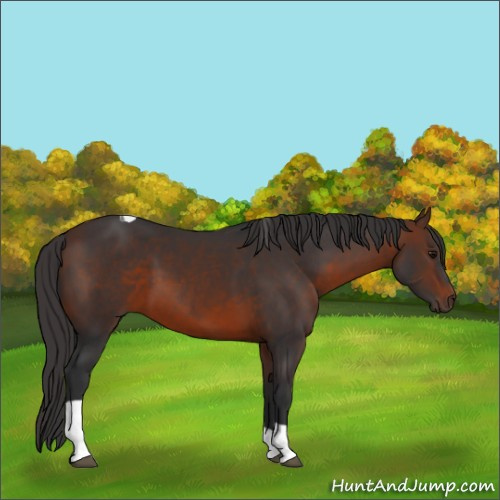 Horse Color:Brown Tobiano 