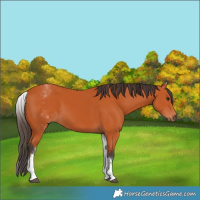 Horse Color:White Spotted Bay 
