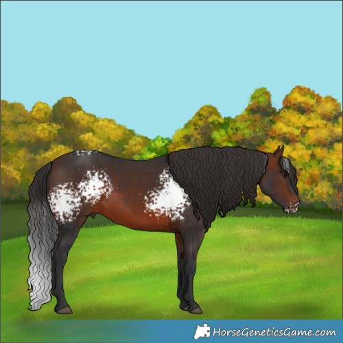 Horse Color:White Spotted Brown 