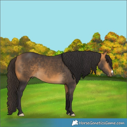 Horse Color:Buckskin 