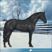 Horse Color:Black 