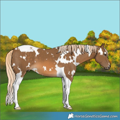 Horse Color:White Spotted Chocolate Palomino Tobiano 