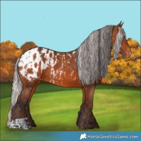 Horse Color:Bay Appaloosa  and Silver Bay Appaloosa 