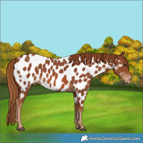 Horse Color:Chestnut Appaloosa 