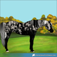 Horse Color:Void Cremello Sabino Splash 