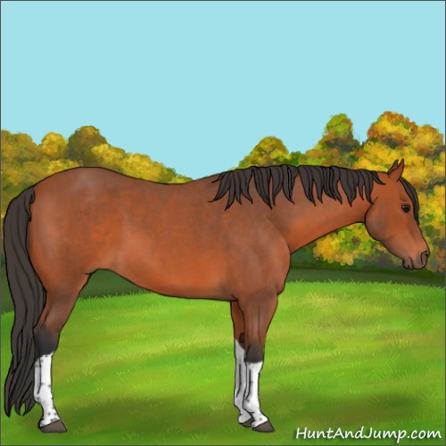 Horse Color:Bay Roan Tobiano 
