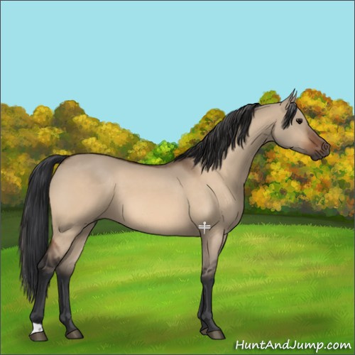 Horse Color:Bay Dun 