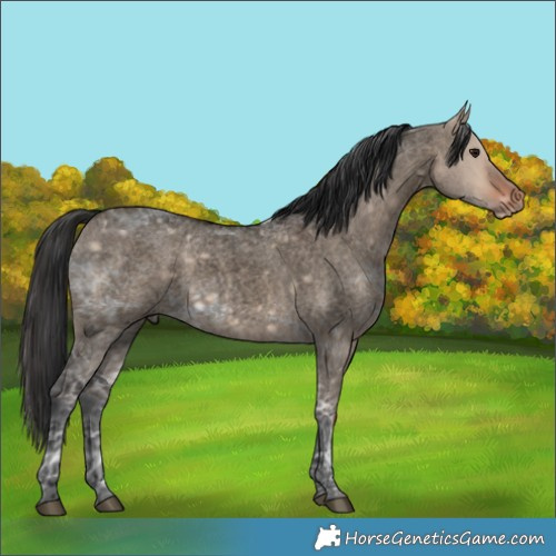 Horse Color:Void Brown Ice Roan Dun 