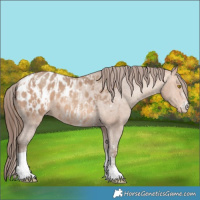 Horse Color:Amber Champagne Sabino Tobiano Appaloosa and Amber Champagne Sabino Tobiano Appaloosa