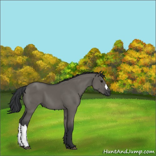 Horse Color:Grullo 
